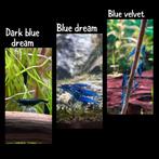 Blauwe neo caridina garnalen, Dieren en Toebehoren, Vissen | Aquariumvissen, Zoetwatervis, Kreeft, Krab of Garnaal, Schoolvis