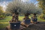 Olijfboom Olea Europaea Bonsai - Op voorraad, Tuin en Terras, Ophalen, Olijfboom