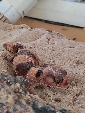 Nephrurus wheeleri cinctus vrouw (met of zonder terra) beschikbaar voor biedingen