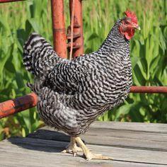 Koekoek, Dieren en Toebehoren, Pluimvee, Kip, Vrouwelijk