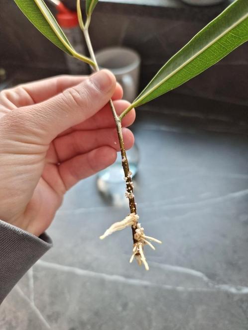 Ficus maclellandii stekje, Huis en Inrichting, Kamerplanten, Overige soorten, Minder dan 100 cm, Groene kamerplant, Halfschaduw