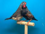 Charcoal koppel zebravinken, exoten, TT kwaliteit, Dieren en Toebehoren