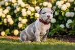 PRACHTIGE AMERICAN BULLY PUPS, Dieren en Toebehoren, België, Overige rassen, 8 tot 15 weken, CDV (hondenziekte)