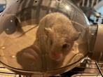 Goudhamster mannelijk, Ophalen, Kooi, Gebruikt, Hamster