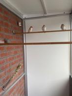 grote putters, Dieren en Toebehoren