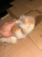 Konijnen, Dieren en Toebehoren, Konijnen