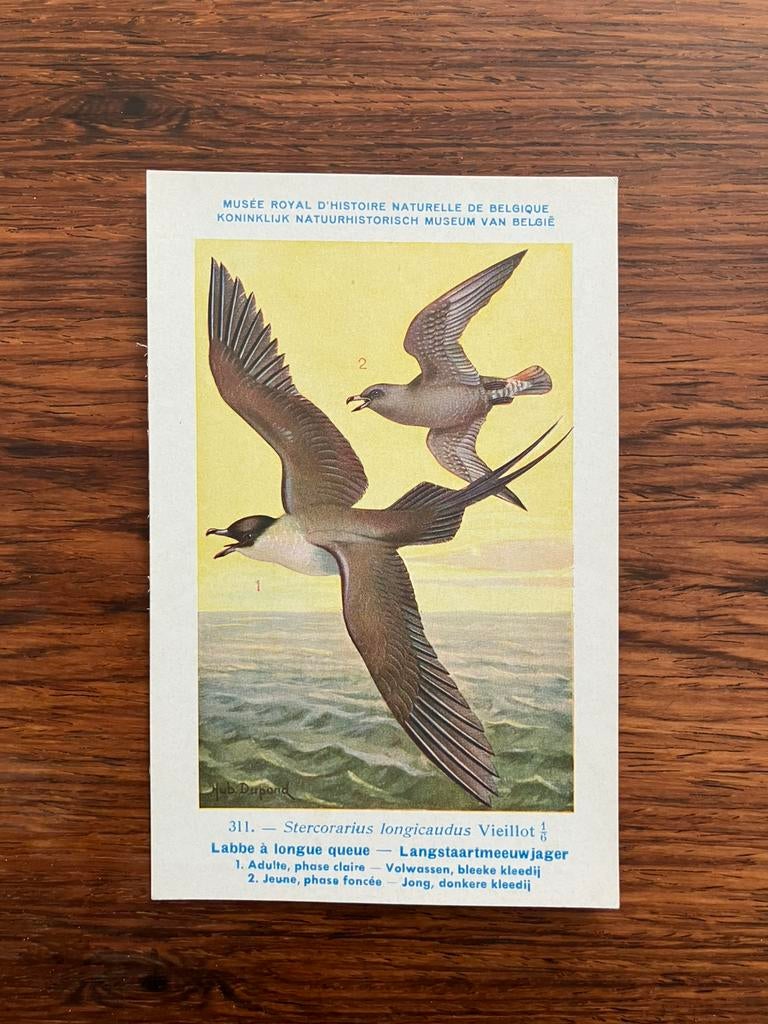 Vogels der Belgische Fauna Nr. 311 langstaartmeeuwjager, Collections, Cartes postales | Animaux, Enlèvement ou Envoi, 1940 à 1960