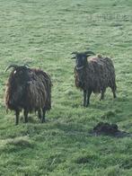 2  Soay Ooien, Dieren en Toebehoren, Schapen, Geiten en Varkens