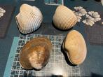 Schelpen, Verzamelen, Mineralen en Fossielen, Ophalen of Verzenden, Schelp(en)