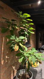 Avocado plant, Tuin en Terras, Ophalen, Volle zon, Overige soorten, 100 tot 250 cm