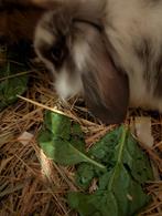 Lieve konijntjes, Dieren en Toebehoren, Meerdere dieren, Middelgroot, Hangoor, 0 tot 2 jaar