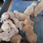 golden retriever pups hobby nestje, Dieren en Toebehoren, Golden retriever, België, Particulier, 8 tot 15 weken