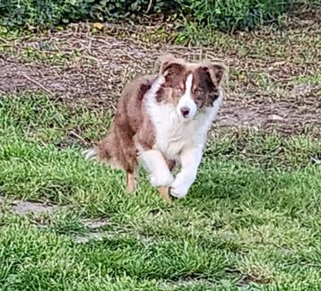 Jonge mini american shepherd reu, Dieren en Toebehoren, Honden | Herdershonden en Veedrijvers, België, Fokker | Hobbymatig, 15 weken tot 1 jaar