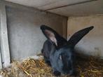 reuzen vlinder voetster zwart, Dieren en Toebehoren, Konijnen, Vrouwelijk, Groot, 0 tot 2 jaar