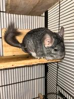 Mannelijke chinchilla, Dieren en Toebehoren, Chinchilla, Augustus, Mannelijk, Tam