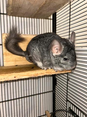 Mannelijke chinchilla beschikbaar voor biedingen