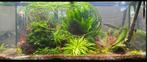GRATIS waterplanten en rotsen, Animaux & Accessoires, Poissons | Aquariums & Accessoires, Enlèvement, Comme neuf