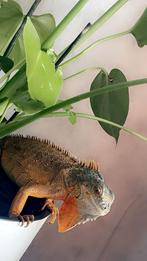 Iguane, red, Animaux & Accessoires, Poissons | Poissons d'aquarium