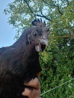 Ayam Cemani hen (1,5 jaar), Kip