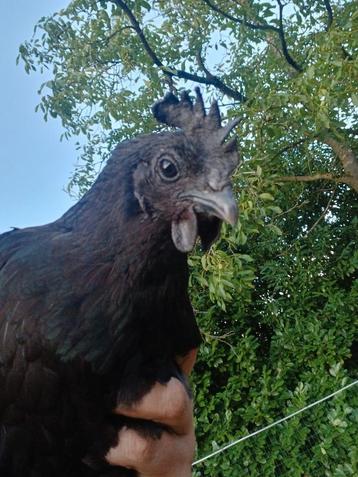 Ayam Cemani hen (1,5 jaar) beschikbaar voor biedingen