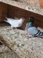 Kopel  20€ reis duiven, Dieren en Toebehoren