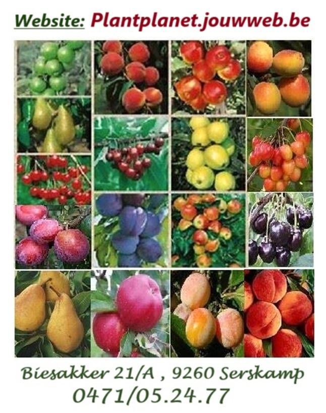 SEIZOEN UITVERKOOP !!! FRUITBOMEN: APPELS, PEREN, KERSEN,.., Tuin en Terras, Planten | Fruitbomen, Overige soorten, 100 tot 250 cm
