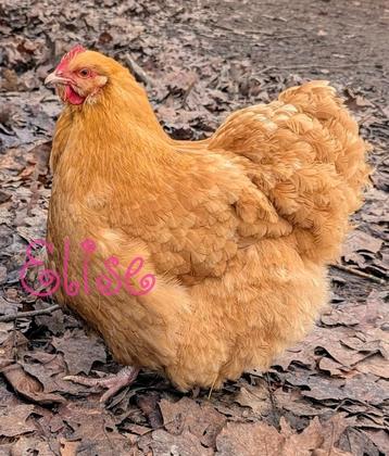 Orpington buff hen groothoender sierkip beschikbaar voor biedingen