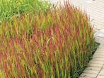 Imperata Red Baron, Ophalen, Volle zon