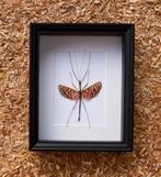 wandelende tak in kader, Collections, Collections Animaux, Enlèvement ou Envoi, Neuf, Insecte, Autres types