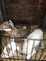 Papfles lammeren, Plusieurs animaux, Mouton, 0 à 2 ans