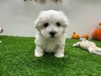 Nestjes Maltezer pups - kleine taille, België, Maltezer, Reu, CDV (hondenziekte)
