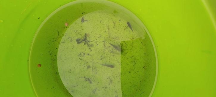 Gratis visjes, Dieren en Toebehoren, Vissen | Vijvervissen, Goudvis(sen)