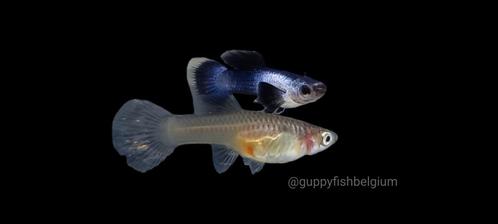 Guppen en endlers, Dieren en Toebehoren, Vissen | Aquariumvissen, Zoetwatervis, Vis, Schoolvis