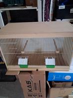 kweekkooi, Animaux & Accessoires, Oiseau tropical