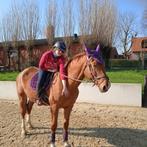 Verzorgster gezocht hollebeke  ev te koop, Dieren en Toebehoren, Paarden, Ruin