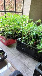 Tomatenplanten, Zomer, Ophalen, Groenteplanten, Eenjarig