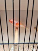 Rood mozaïek kanaries, Dieren en Toebehoren, Vogels | Kanaries, Meerdere dieren, Kleurkanarie