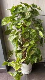 Syngonium Panda, Huis en Inrichting, Kamerplanten, Ophalen