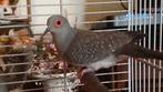 DIAMANTDUIF, Dieren en Toebehoren, Vogels | Duiven