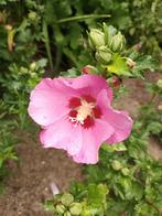 Hibiscus Syriacus met korting, Tuin en Terras, Planten | Tuinplanten, Ophalen, Halfschaduw