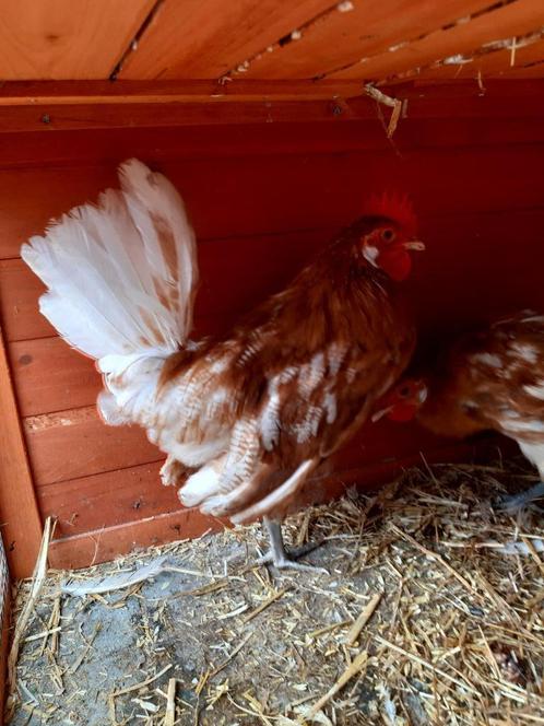 Goede thuis gezocht voor haantje, Dieren en Toebehoren, Pluimvee, Kip, Mannelijk