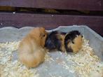 Peruvian cavias, Dieren en Toebehoren, Juni, Mannelijk, Cavia