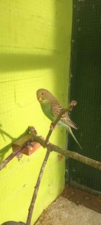 5 grasparkieten van 2025, Dieren en Toebehoren, Vogels | Parkieten en Papegaaien, Geringd