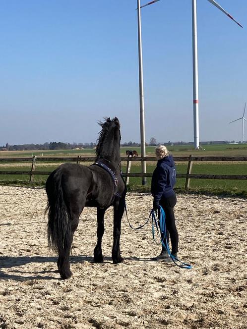 Paardrijles aangeboden, Dieren en Toebehoren, Paarden en Pony's | Overige Paardenspullen, Ophalen