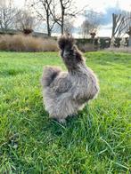 Grijze zijdehoen kip, Femelle, Poule ou poulet