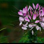 Cleome of kattesnor, Tuin en Terras, Ophalen, Zomer
