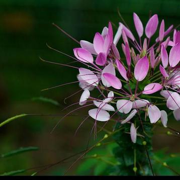 Cleome of kattesnor beschikbaar voor biedingen