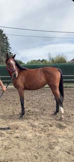 Dressuur merrie te koop, Dieren en Toebehoren, Merrie