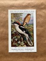 Vogels van België Nr. 175 Roodkopklauwier, Ophalen of Verzenden, Ongelopen, Vogel