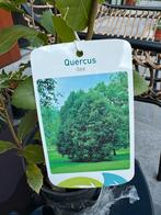 Quercus Ilex, Plein soleil, Printemps, Enlèvement, Moins de 100 cm